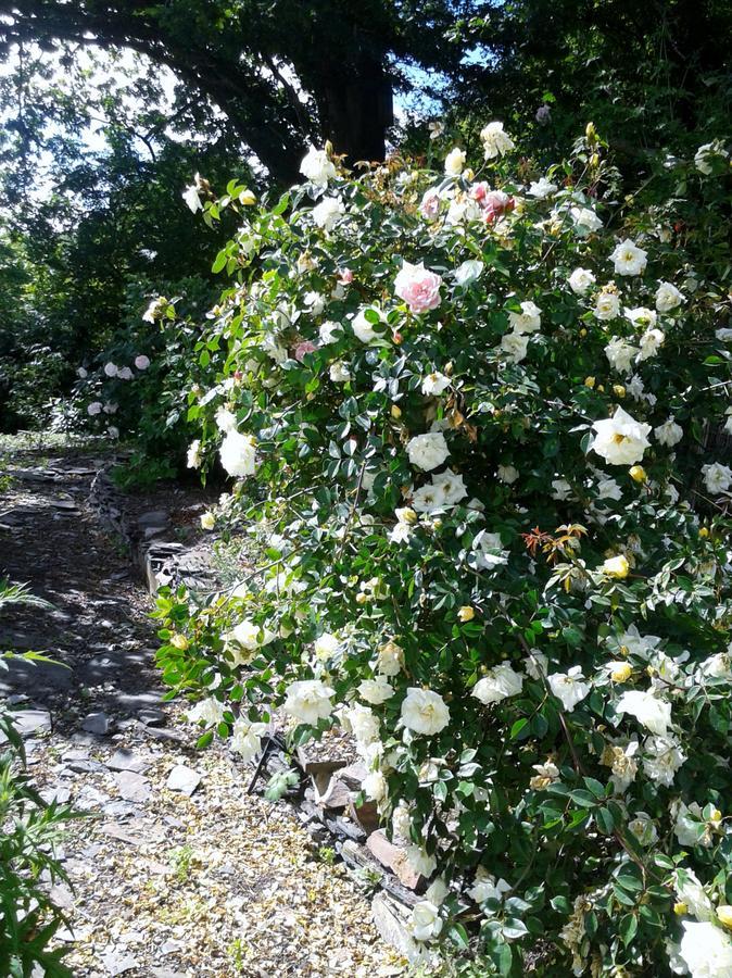 Tracebridge Cottage B&B Stawley Buitenkant foto